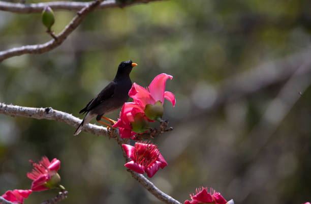 istock Jungle myna perched in a tree branch with flowers 1388226219