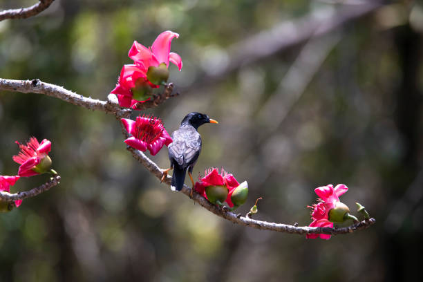 istock Jungle myna perched in a tree branch with flowers 1388226242