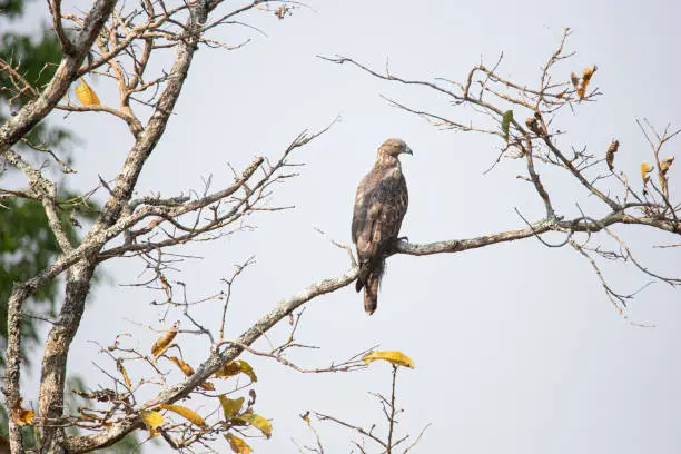 Crested honey buzzard perched in a tree alone