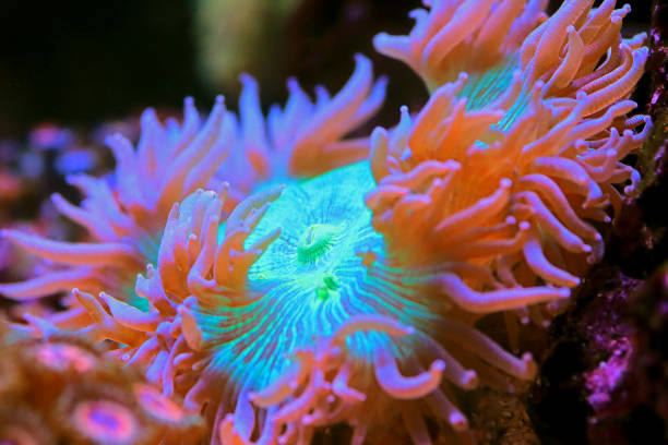 istock Blue tip Elegance LPS coral - Catalaphyllia Jardinei 1388226626
