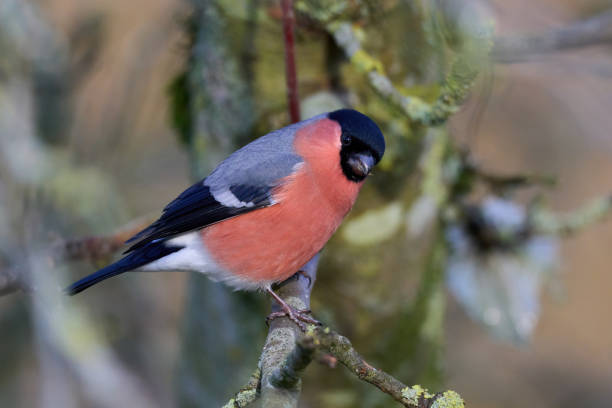 istock Eurasian bullfinch (Pyrrhula pyrrhula) 1388226653