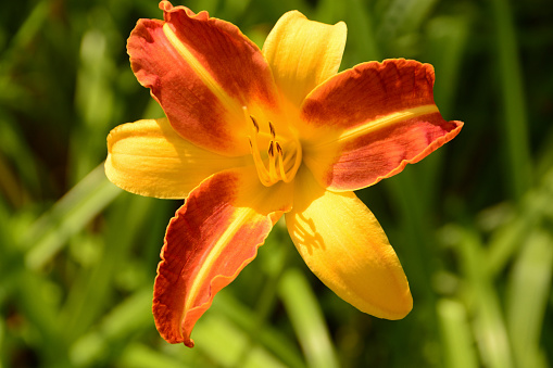 summer day in an ornamental garden; single  blooming day lily flower head with visible stamen.