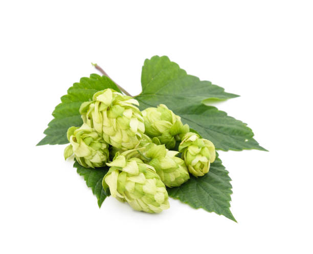 istock Green hops with a handful of leaves. 1388226674
