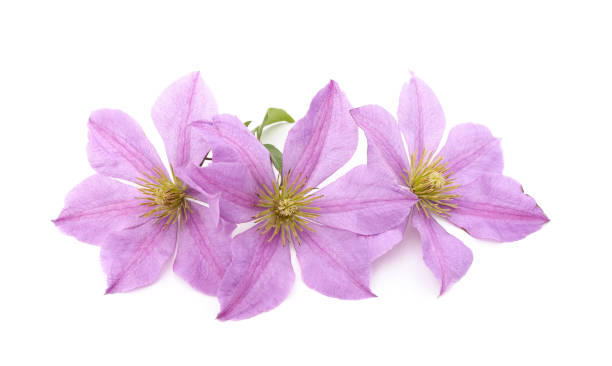 istock Purple clematis with green leaves. 1388227404