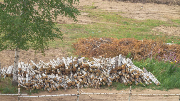 deforestación y deforestación para la construcción de una casa en un sitio de construcción - tree removing house damaged fotografías e imágenes de stock