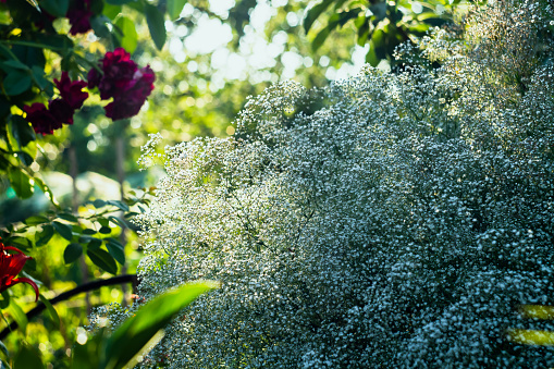 A bush of flowering gypsophila in the rays of the sun, small white flowers on the plant.