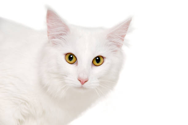 istock Face of a white cat on white background 1388228304