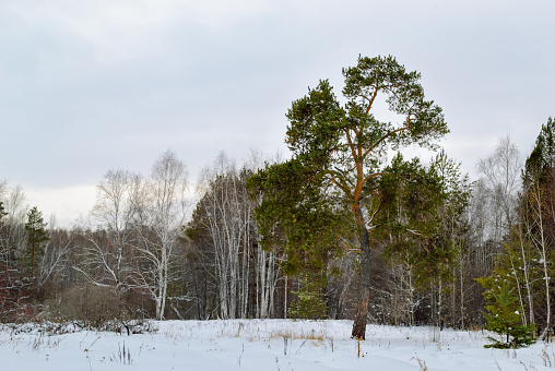 A lone pine stands on the edge of a winter forest