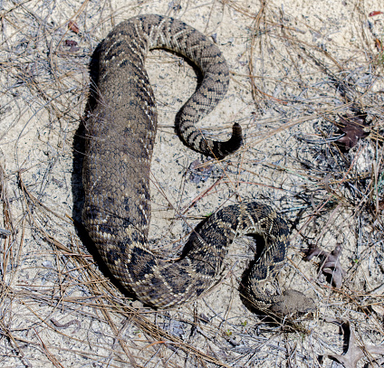 Wild adult eastern diamond back rattlesnake - crotalus adamanteus - with very large meal in its stomach, showing signs of recently eating.  Likely a cottontail rabbit