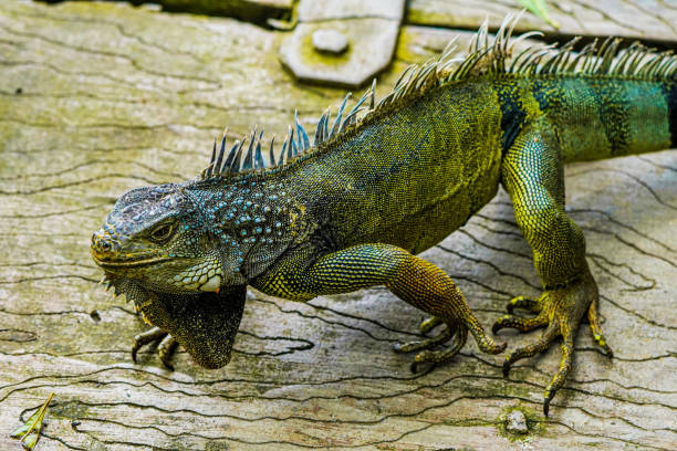 istock Portrait of Green Iguana (American Iguana) 1388229954