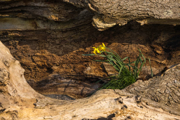 Daffodils in Wales growing in a decayed old oak tree.
