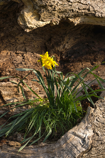 Daffodils in Wales growing in a decayed old oak tree.