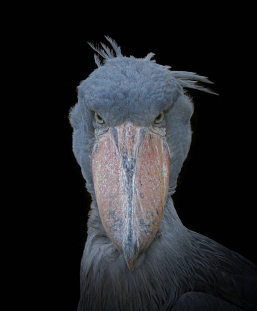 Adult African shoebill stork  - Balaeniceps rex - looking at camera with serious stare stock photo