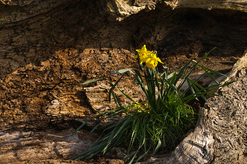 Daffodils, the national flower of Wales, growing in a decayed old oak tree.
