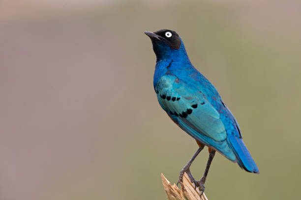 A Superb Starling (Lamprotornis superbus) perched on a branch in Kenya.
