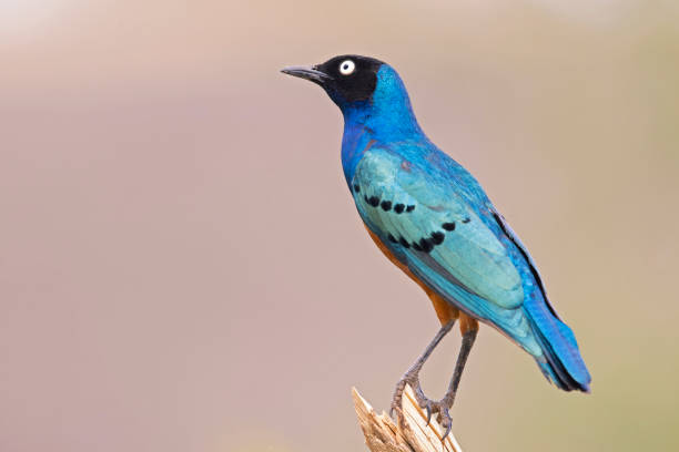 istock A Superb Starling (Lamprotornis superbus) perched on a branch in Kenya. 1388231115