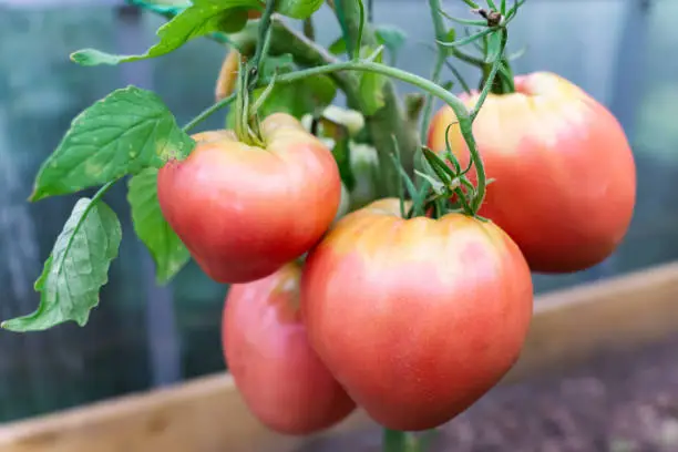 Ripe Bulls heart or Beefsteak tomato variety grows on branch in farm garden greenhouse