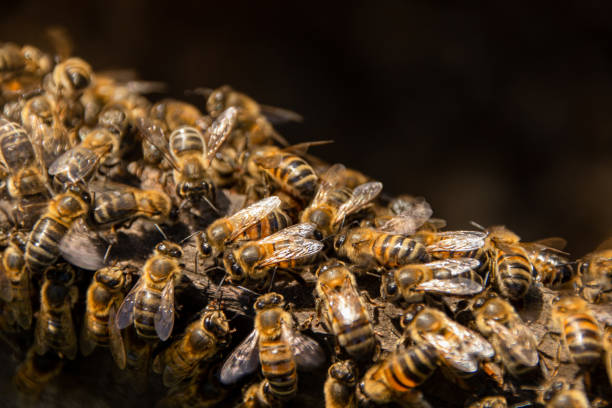 istock Close shot of bees 1388232683
