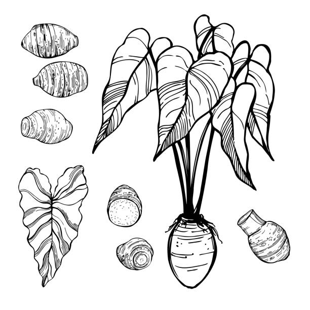 Sketch taro. Vector  illustration Hand-drawn  edible taro(Colocásia esculénta). Vector sketch  illustration. taro leaf stock illustrations