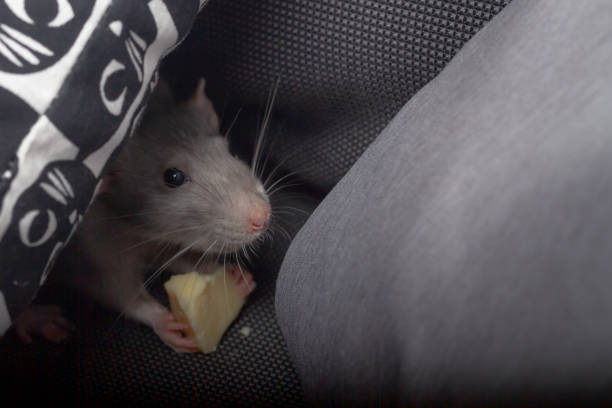 Brown rat (Rattus norvegicus) eating a piece of bread.