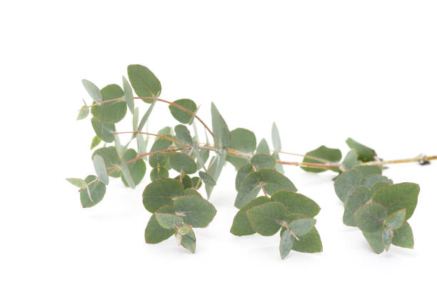 istock Beautiful green leaves. 1388235264