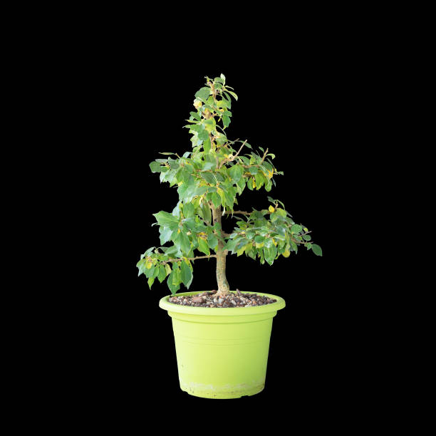 chinese mulberry small tree over dark background (Maclura tricuspidata)