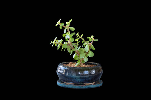 istock Portulacaria afla bonsai on dark background 1388235587