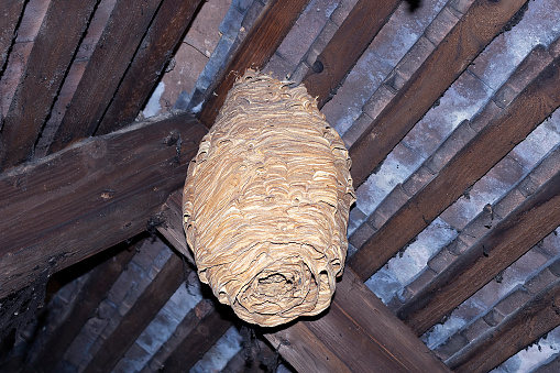 huge european wasp nest in the attic of a house ( Vespa crabro ); this is a dangerous insect