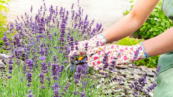 Growing and caring for French lavender. Hands of a gardener in gloves cut lavender inflorescences with a pruner close-up. Care and cultivation of French lavender plants.