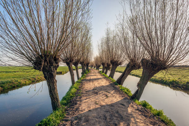 Narrow dirt road between two rows of bare pollard willow trees. Next to the trees are ditches. The photo was taken on a spring day in the Dutch region of Alblasserwaard, province of South Holland.