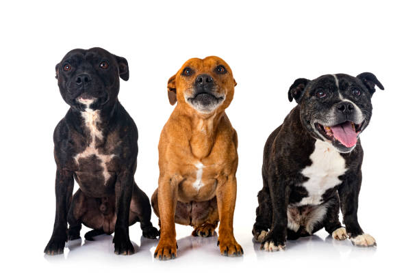 istock staffordshire bull terriers 1388236089