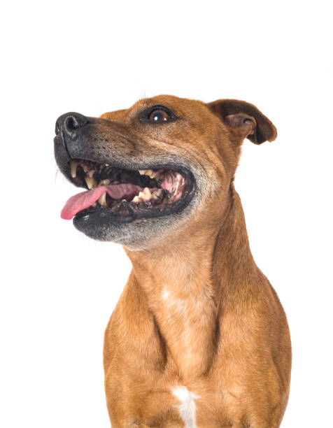 istock staffordshire bull terrier 1388236781