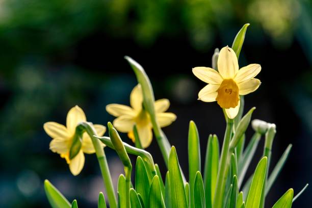 крупный план пасхальных цветов - yellow easter daffodil religious celebration стоковые фото и изображения