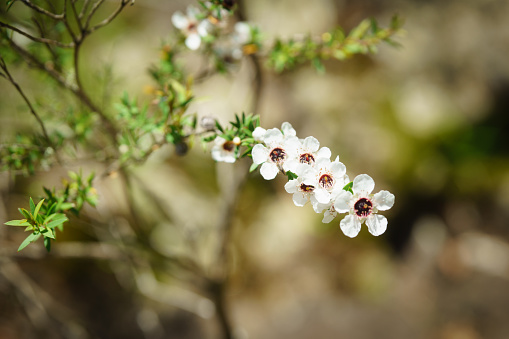 Manuka blossom closeup on stem in spring bokeh background