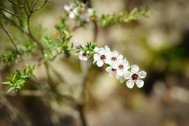 kwiat manuka na łodydze w wiosennym tle bokeh - manuka zdjęcia i obrazy z banku zdjęć