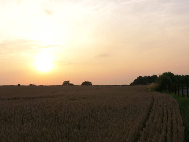 istock Sun setting on farmers field at dusk silhouette 1388237501