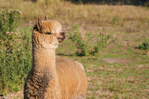 Lama standing in pasture. Young brown alpaca on background green field