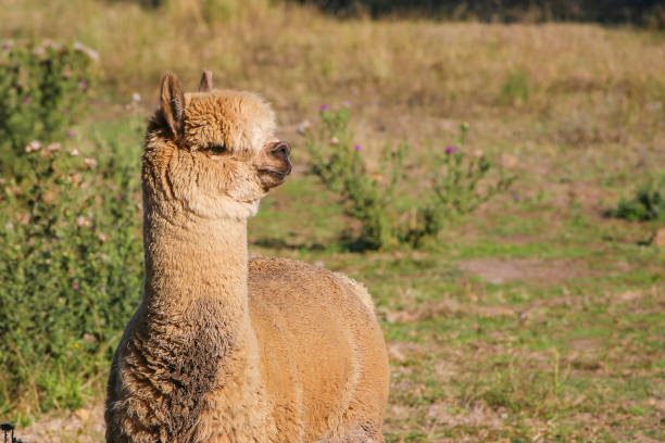269 Llama Profile Stock Photos, Pictures & Royalty-Free Images - iStock 269 Llama Profile Stock Photos, Pictures & Royalty-Free Images - iStock