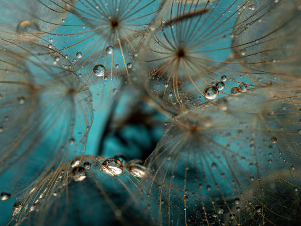 istock Abstract dandelion flower background. Seed macro closeup. Soft focus . Spring nature 1388238679