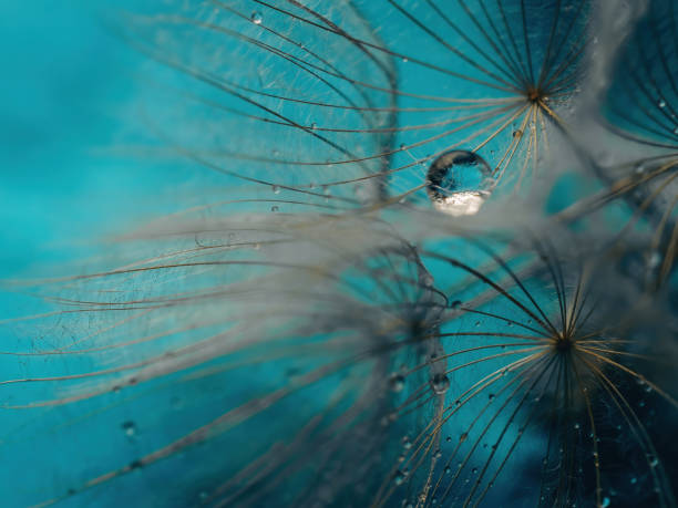 istock Abstract dandelion flower background. Seed macro closeup. Soft focus . Spring nature 1388238743