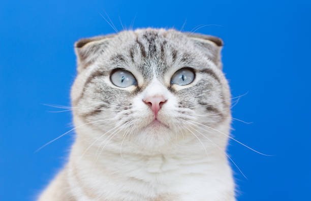 istock adult cat on a blue background 1388239508