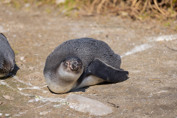 ein humboldt-pinguin liegt auf dem bauch und sonnt sich in der herrlichen sonne. was für ein schönes und niedliches tier. - antarctica penguin bird animal stock-fotos und bilder