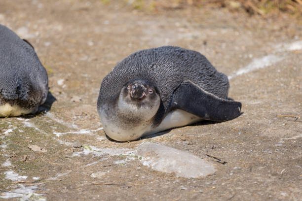 ein humboldt-pinguin liegt auf dem bauch und sonnt sich in der herrlichen sonne. was für ein schönes und niedliches tier. - antarctica penguin bird animal stock-fotos und bilder