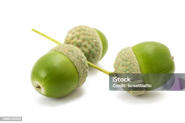 Common Oak Acorns Stock Photo - Download Image Now - Acorn, Autumn, Beauty