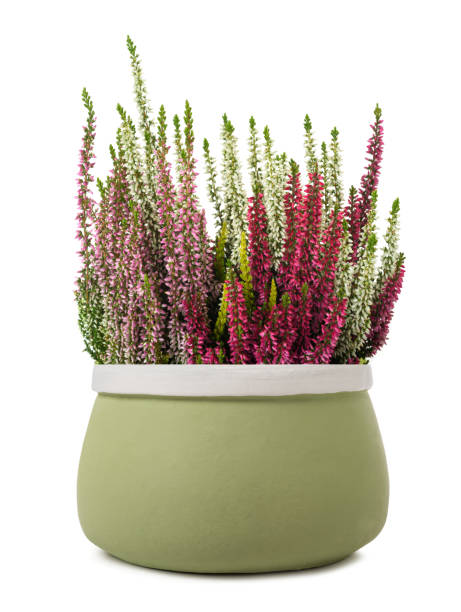 istock Calluna flowers in vase 1388240628