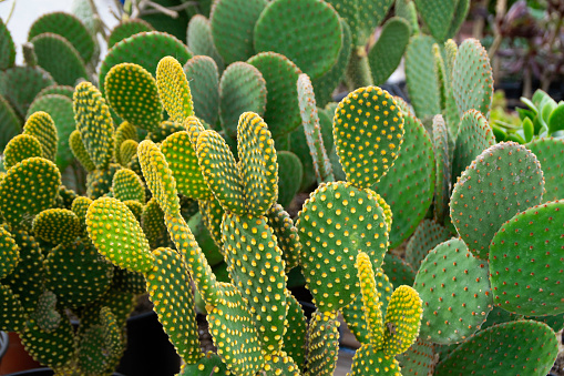 Nature texture. Desert flora. Angel Wings cactus closeup. Thorny leaves with beautiful texture. Green cactus with yellow polka dot pattern.