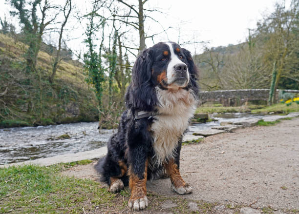 istock Serious looking Bernese Mountain Dog sitting near the river 1388240870
