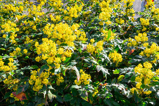 Mahonia shrub with vibrant yellow flowers.