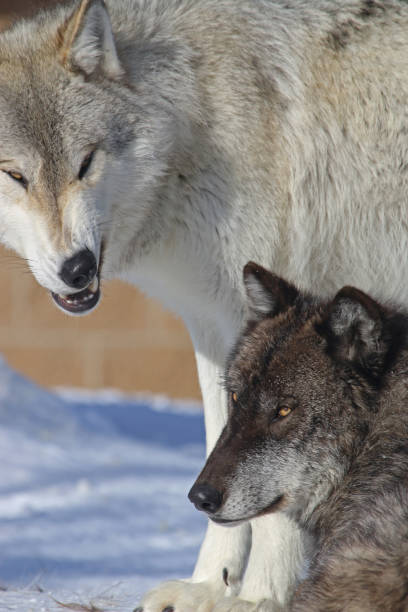 istock The Wolves in the snow 1388242392