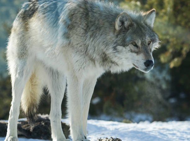 lupi nella neve - idaho state capitol foto e immagini stock